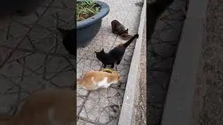 Stray cats on the roadside asking for food #cat #kitten #straycatrescue