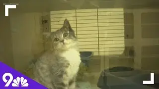 How to help stray cats this winter
