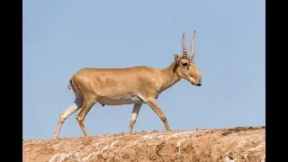 25 Fascinating Facts About Saiga Antelope | Discover the Unique Wonders of Steppe Dwellers