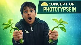 Why do plants bend towards light? Phototrypsin explained