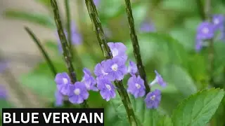 BLUE VERVAIN TEA BENEFITS