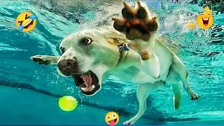 The Best Funny Dog Videos Make You Unable To Stop Laughing 😂🐶 Funny Dogs Compilation #20