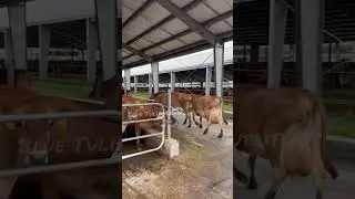 Top jersey cows #cow #jerseymilk #girlando #animals #dairyfarming #farming #holstein #topcows