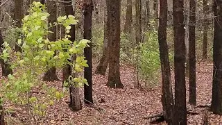 Walking in the Woods in Fall Season  (4K)