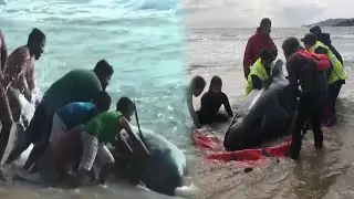 UNBELIEVABLE WHALE RESCUE OPERATION CAUGHT ON CAMERA
