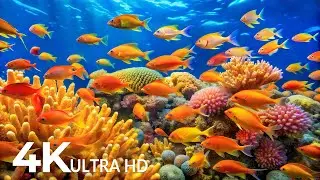 The Best 4K Aquarium - Stunning Coral Fish & Jellyfish - Peaceful Relaxing Music for Deep Sleep #79