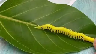 L&agrave;m con s&acirc;u bằng ống h&uacute;t đơn giản | Make beautiful caterpillar from straws