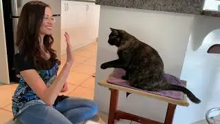 Clicker training multiple cats