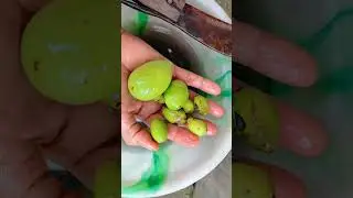 Bel ki chai Patti Homemade Bpriya'Diary#chaipatti #chai#subscribe #short#shorts #homemade#instagram