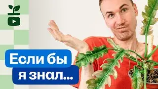 Уроки, которые я вынес, выращивая комнатные растения