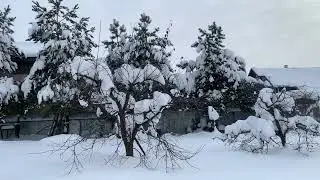 Виноград.Много снега и мороза))