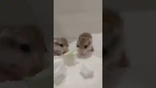cabbage mukbang 😹 #explore #explorepage #exploremore #shorts #shortvideo #viralvideo #hamster