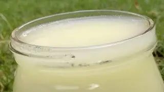 How to make Torn Milk /Spoiled Milk/ Paneer Milk Fertilizer for all Plants