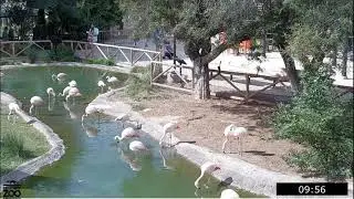 Group Scan Interobserver Reliability with Flamingos at Reid Park Zoo