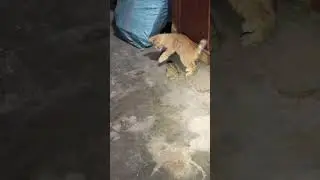 cat 😺 vs frog 🐸 #cat #reaction #funny #video #shorts #comedy #funnyanimal #pets #shaababies #cute