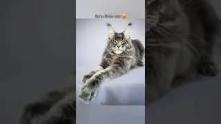 БЫЛО/СТАЛО 🔥 Коты Мейн-кун в детстве и уже взрослые 😍❤