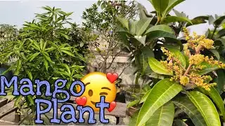 Mango plant care at home 🏡🌿🏡🌿#garden #plants #homegarden #homeplants #@GreenPlant6767 