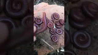 Millipede sleeping 😳🪱 #animals #wild