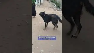 Street Dog Signals #shortvideo #straydog #dogsignals #dogawareness #dogbehavior