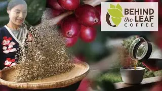 Specialty Coffee Process from Tree to Cup!
