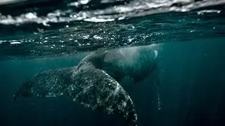 EPIC ENCOUNTER ~ GIANT HUMPBACK MOM AND CALF, GIANT MANTA RAY