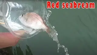 Even if you catch a smallRed　Seabream, it will be released.
