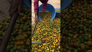 🧆 सुपारी की खेती कैसे होती है?  #shorts #farmer #farming