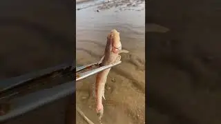 wow Amazing Big Eel Fishing #Eelfishing ##Bigeel #Short