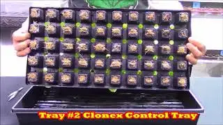 The Great Root Race  E#5 The Conclusion