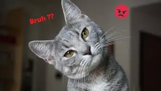 Why CATS Are The Weirdest Yet MOST Adorable Creature Ever - Funniest Cat