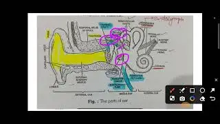 human ear#external , middle and internal #auditory mechanism and equilibrium mechanism#neet#biology