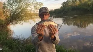 Leszcz, Płoć, Krąp | rzeka San | feeder | Wędkarstwo