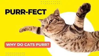 Why Do Cats Purr? (And It’s Not Just Happiness!)