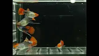 IKAN GUPPY PLATINUM RED TAIL KOI SHORT BODY RIBON