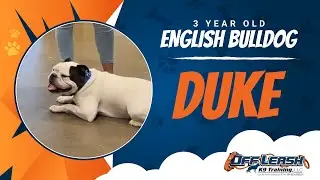 English Bulldog 3 Years, Duke | Best Dog Trainers Thornburg VA, etc | Off Leash K9