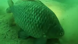 Tauchen im Teich Raasdorf 1