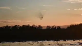 Murmurations of starlings near Davis, California - Day 5 - with some Mussorgsky