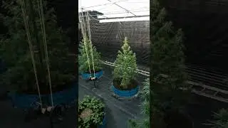 #cannabisculture 🔥💯🚬👌🏽