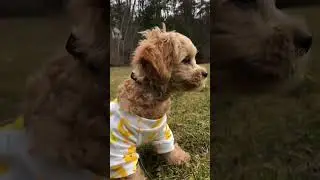 Puppy&rsquo;s way of &ldquo;repelling #dogticks&rdquo; #dogpajama #cutedog #puppyclothes #강아지옷 #귀여운강아지영상