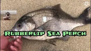 Rubberlip/ Pile Sea Perch the Largest Species of the Sea Perch/ Surf Perch