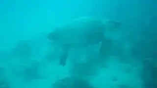 Scuba Diving With A Loggerhead Sea Turtle In The Atlantic