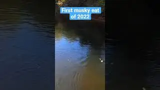 First musky eat of 2022. Cant believe I did this wrong! #shorts