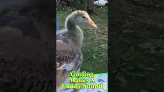 Gosling Makes Funny Noise - Sound Effect #goslings #goose #goosesounds