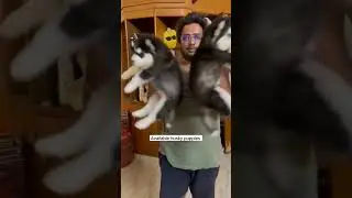 #viral #dog #qualitypuppies #puppy #dogsales #husky #huskies #huskydog
