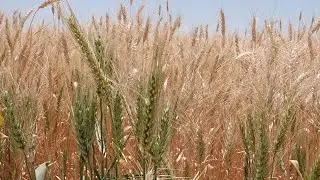 Solar on Ag Land: Farmers turn to clean energy amid water cuts