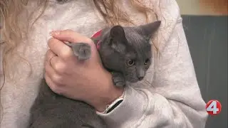 SPCA Monday: Kitten Winky looking for a home