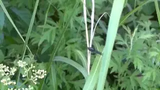 Ichneumon Wasp on Bushkiller ヒメバチ♀がヤブガラシを訪花吸蜜