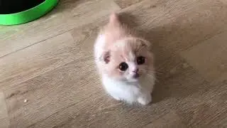 This Baby Munchkin Kitten Will Melt Your Heart (Part 2)