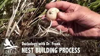 Nest Building Process