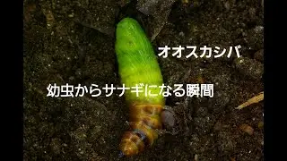 オオスカシバの幼虫が蛹になる瞬間！
